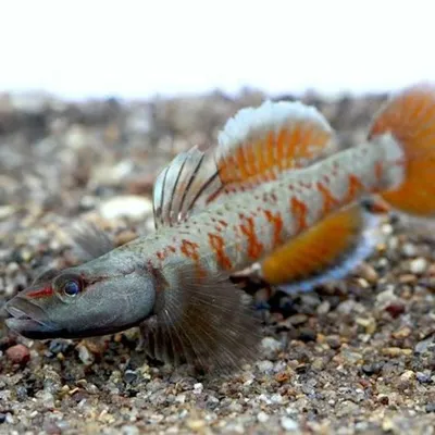 Бычок радужный - Rhinogobius sp. (M)