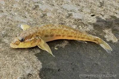 Бычок-песочник (Neogobius fluviatilis) | FishingBY.com