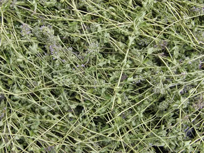 Чабрец горный, богородская трава из алтайского края