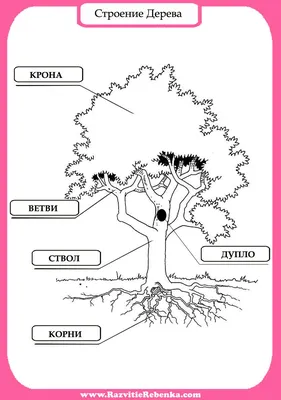 Части дерева картинки для детей фотографии