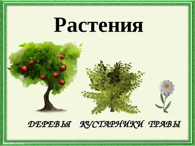 Деревья для детей — изучаем виды деревьев с детьми дошкольного возраста