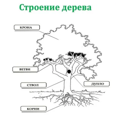 Раскраска строение дерева строение дерева...