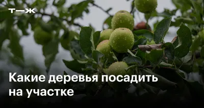 Поэтапное рисование для детей \"Сказочное дерево\" | Творческая мастерская  ЛУКОМОРЬЕ (рисуем, творим, заветы предков слушаем.. | Дзен