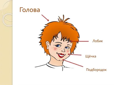 Части тела на английском для детей | Карточки скачать