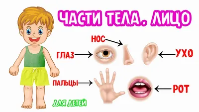 ЧАСТИ ТЕЛА. Лицо. - YouTube