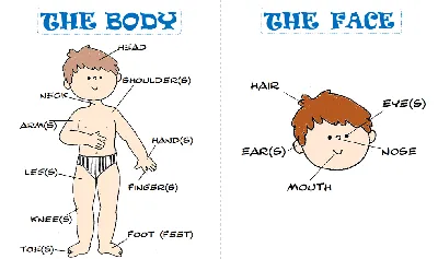 Части тела на английском для детей | Карточки скачать