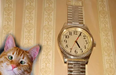 Новые мужские часы Omega Constellation с сертификатом Master Chronometer -  Российская газета