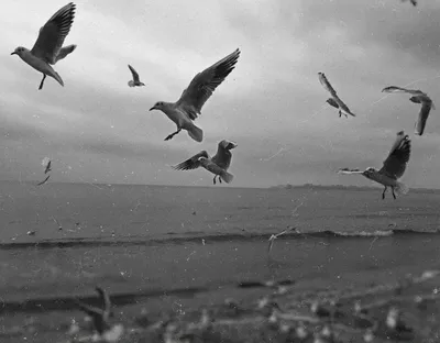 Чайки у моря чб черно-белое фото | Черно-белое фото, Старые фотографии,  Морские картины