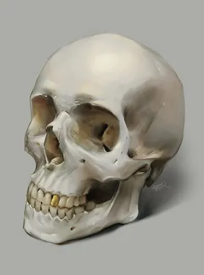 Необычный взгляд на человеческий череп