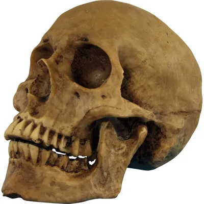Белый череп на черном фоне