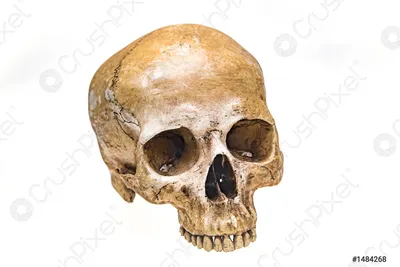 Фотография черепа с бокового ракурса