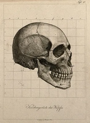 Изображение черепа с углом обзора 360 градусов