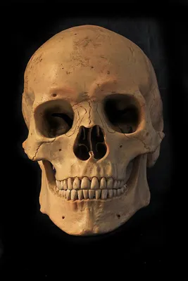 Человеческий череп в черно-белом стиле