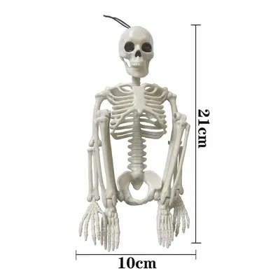 Человеческий Скелет Заднего Вида — стоковые фотографии и другие картинки  Анатомия - Анатомия, Бельгия, Биология - iStock