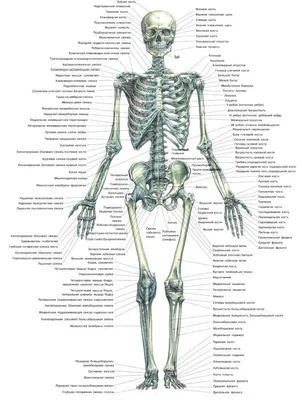 Человеческий скелет Bone Skull, Skeleton, 3D Компьютерная графика,  анатомия, скелет png | Klipartz