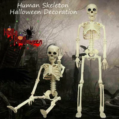 Large Poseable Full Life Size Human Skeleton Prop Halloween Party Decor  Home | eBay