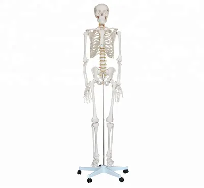 Человеческий скелет 3D Модель $50 - .max - Free3D