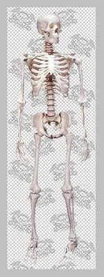 На остановке: в Харькове нашли человеческий скелет (фото 18+) - Харьков  Vgorode.ua