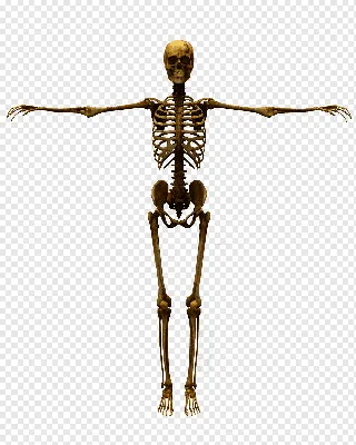 Большой человеческий скелет бутафорский 170 см на Хэллоуин Borosko 32-005 -  купить по доступным ценам в интернет-магазине OZON (1225399452)