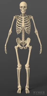 Человеческий Скелет Недовольной Разочарованной Позе Концептуальная  Иллюстрация Концепция Болезненных Чувств стоковое фото ©katerynakon  481533038