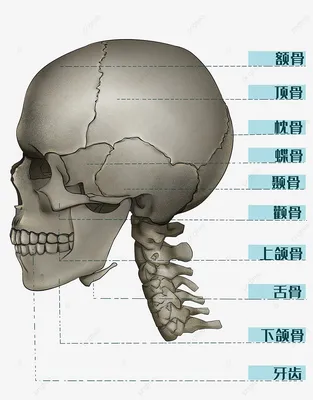 Человеческий череп: символ смерти и перерождения