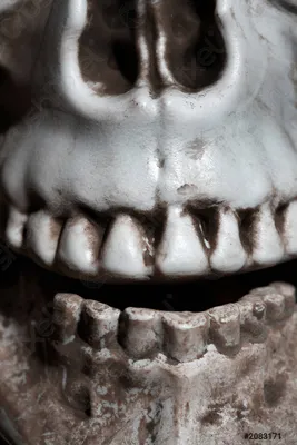 Удивительные изображения черепа человека