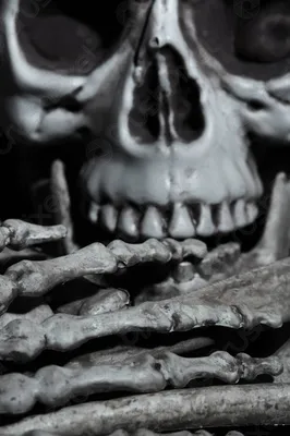 Человеческий череп: символ жизни и смерти