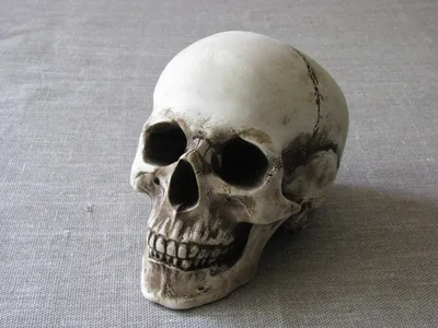 Человеческий череп: фото в WebP