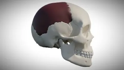 Картинка черепа спереди