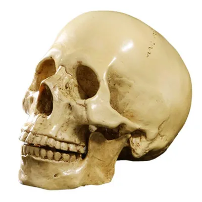 Фотографии черепа: искусство анатомии