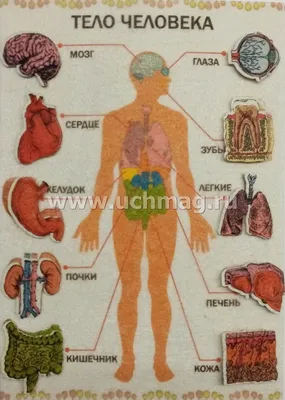 Картинки Тело человека для детей (39 шт.) - #2236