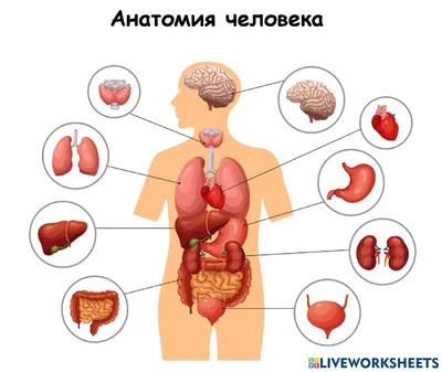 Детская книга с окошками. МОЯ ПЕРВАЯ АНАТОМИЯ. Секреты человека. Тело  человека. Как устроен человек. Развивающая книга для детей про тело человека.  Подарок детям | Иванова Оксана - купить с доставкой по выгодным