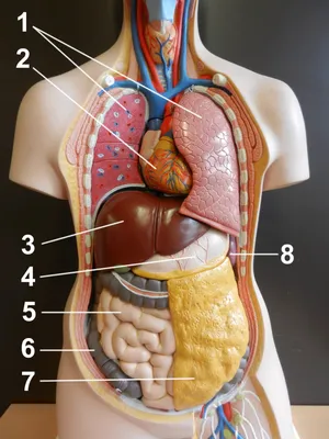 Мышцы глотки. Сагиттальный разрез (анатомия человека) плакат глянцевый А1+,  плотная фотобумага от 200г/м2 - купить с доставкой по выгодным ценам в  интернет-магазине OZON (262883662)
