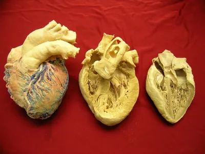 Строение человека (внутренние органы): 30 фото с надписями