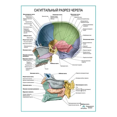 Nerves neck | www.thaidentist.org | human anatomy organs, human anatomy  art, human muscle anatomy, human anatom… | Боль в шее, Упражнения для шеи,  Анатомия человека