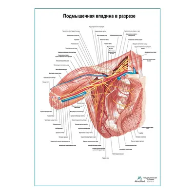 Бесплатный STL файл Анатомия сердца человека в поперечном разрезе 🎒・Дизайн  3D-печати для загрузки・Cults