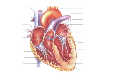 Модель коленного сустава в разрезе - 3B Smart Anatomy - 1000180 - A89 -  Модели суставов, кисти и стопы человека - 3B Scientific