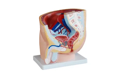 Модель мужского таза в сагиттальном разрезе 5 частей (на подставке) ООО  Медтехника Спб (арт. SMD0694)