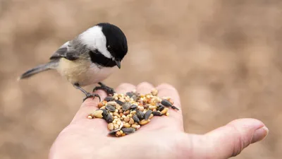 Как правильно кормить птиц зимой | ВКонтакте