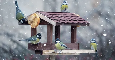 🐦 Чем кормить птиц зимой? | SIMA-LAND.RU