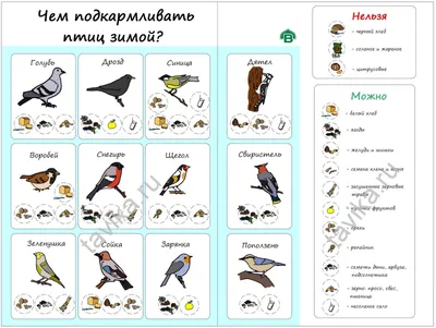 Сотрудники Мосприроды расскажут, как правильно подкармливать зимующих в  столице птиц / Новости города / Сайт Москвы