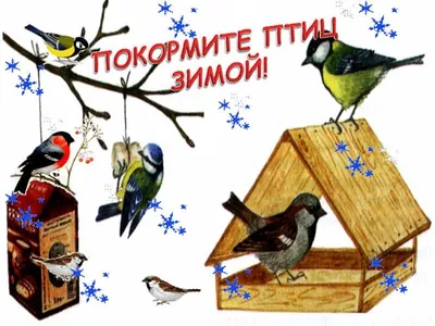 Творог — уткам, семечки — воробьям: рассказываем, чем кормить птиц зимой  (только не хлебом!)