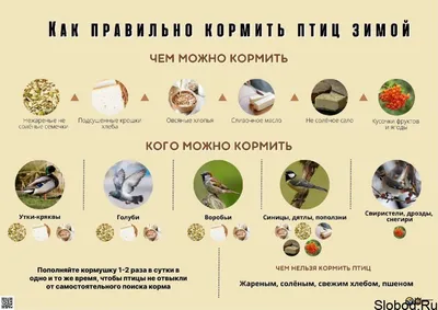 Почему мы кормим птиц зимой » Администрация Усманского муниципального  района Липецкой области, официальный сайт