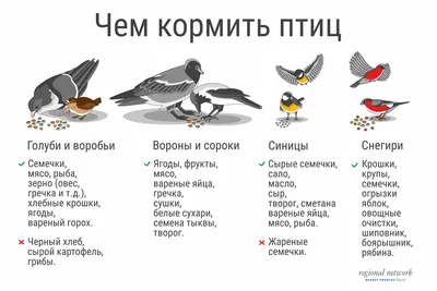 Как правильно кормить птиц зимой? Инфографика :: Это интересно! | Лэпбук,  Лэпбуки, Следы животных