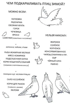 Как правильно кормить птиц зимой - В Слободском – портал города и района