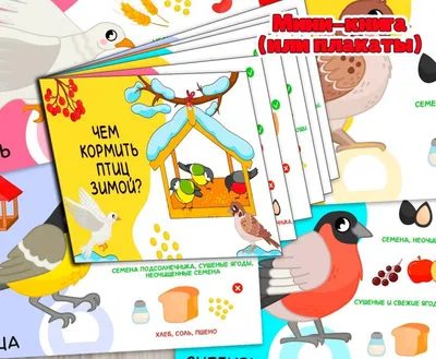 Как правильно кормить птиц зимой - Инфографика - РИАМО в Реутове