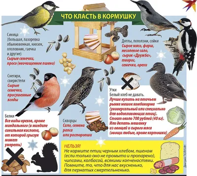 Чем можно и нельзя кормить птиц зимой - Лайфхакер