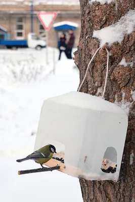 Как правильно кормить разных птиц зимой. Инфографика | Природа | Общество |  Аргументы и Факты