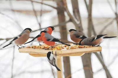 Чем кормить птиц зимой? - мини-книга | скачать и распечатать