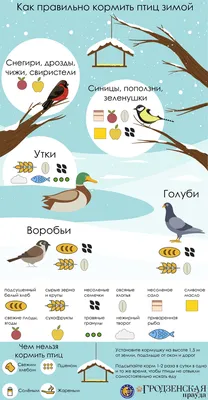 Чем кормить птиц зимой? | ROADS.RU - Дороги России